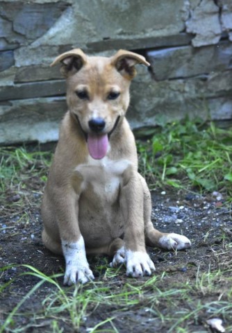 American Pit Bull Terrier puppy for sale + 64040
