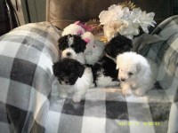 Poodle Toy thumbnail