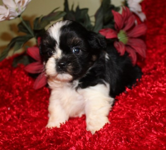 Shih Tzu puppy for sale + 61186
