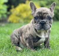 Cute smart French babies check out their statues below French Bulldog for sale/adoption
