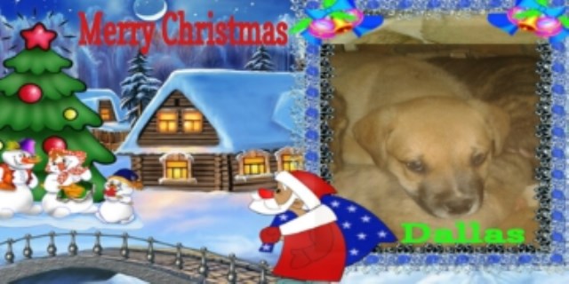 American Bulldog puppy for sale + 54738
