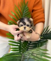 Yorkshire Terrier Puppy For Free Yorkshire Terrier for sale/adoption