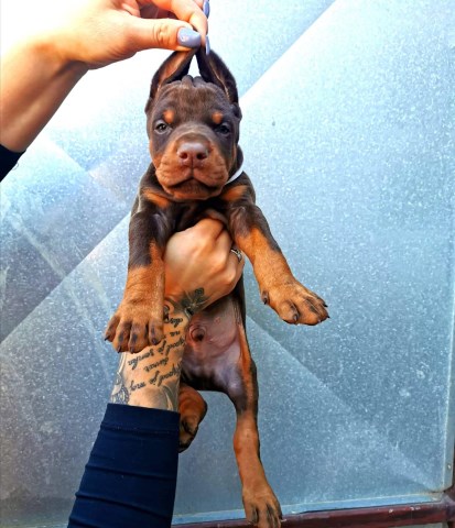 European doberman puppies