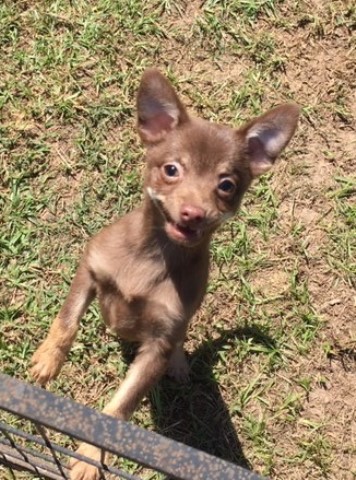 Chocolate & Tan Pomchi Puppy - Female - Ready to go now!