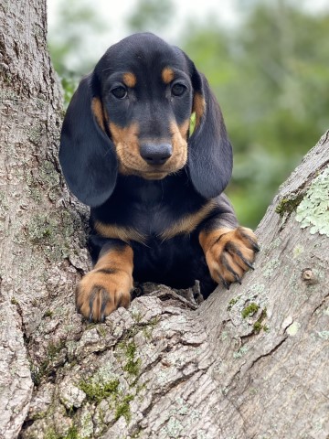 Dachshund puppy for sale + 58909