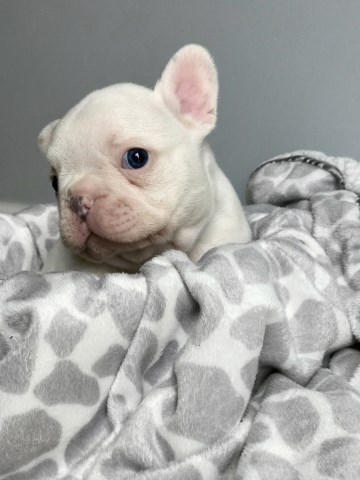French Bulldog puppy for sale + 52440