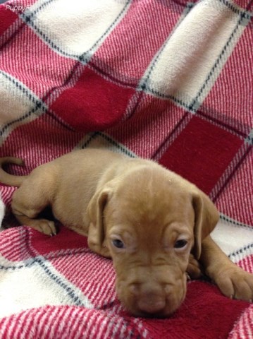 Vizsla puppy dog for sale in willis, Michigan