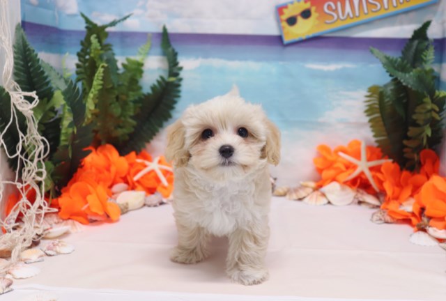 Maltipoo - Toby - Male