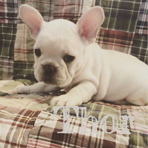 Cream AKC French Bulldog Male