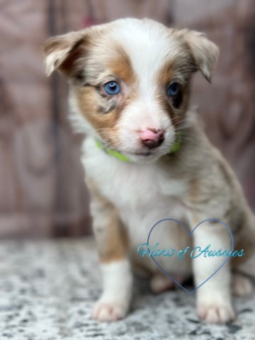 Akc Aussie puppies