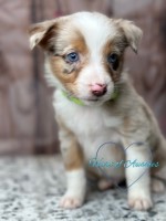 Akc Aussie puppies Australian Shepherd Dog for sale/adoption