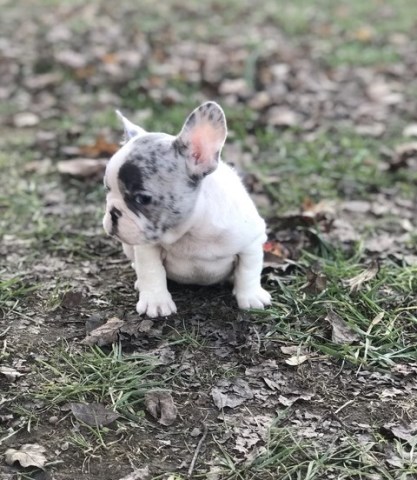 New French Bulldog puppies are listed