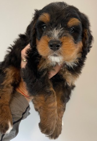 Mini bernedoodle poodle Bernese mountain dog puppy