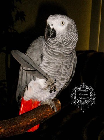 African Grey, Congo, male