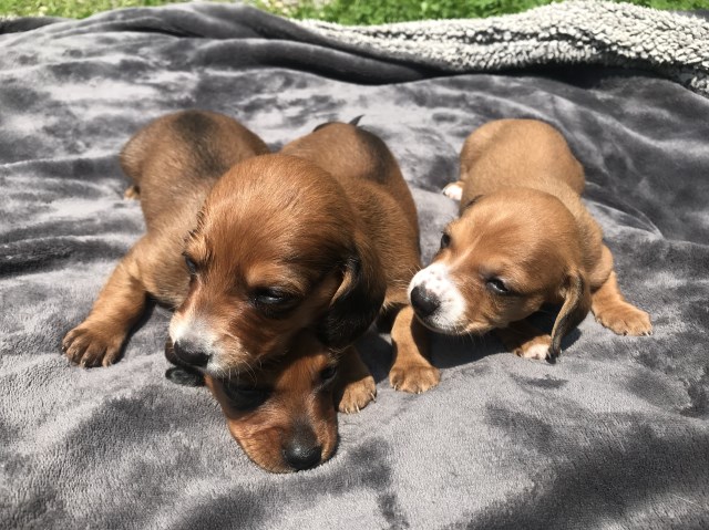 Dachshund Puppies for Sale