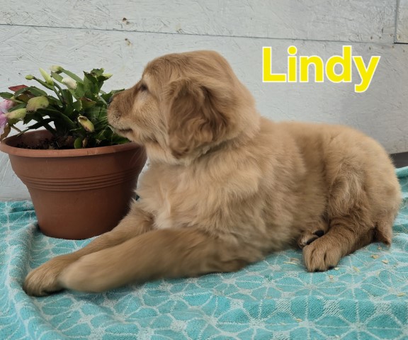 Golden Retriever puppy for sale + 66401