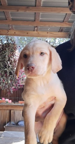 AKC Lab Puppies Price Reduced