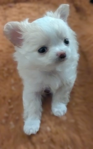 Chihuahua puppy for sale + 66987