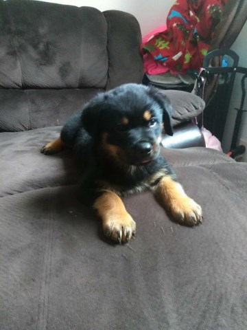 Top Quality German Rottweiler Puppies For Sale!!!
