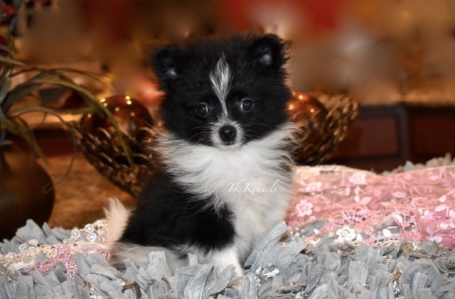 Tiny Toy Female Pomeranian (Poppyi)