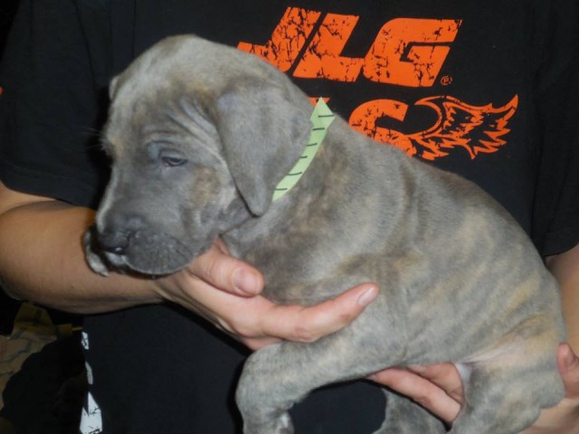 Great Dane puppy for sale + 48069