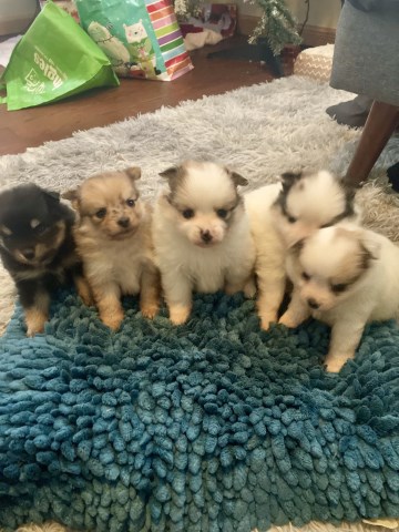 Pomeranian puppy for sale + 66946
