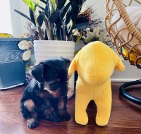 Beautiful female Yorkie Yorkshire Terrier for sale/adoption