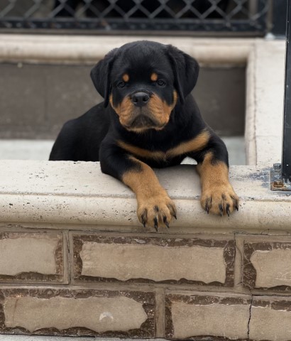 Rottweiler puppy for sale + 66160