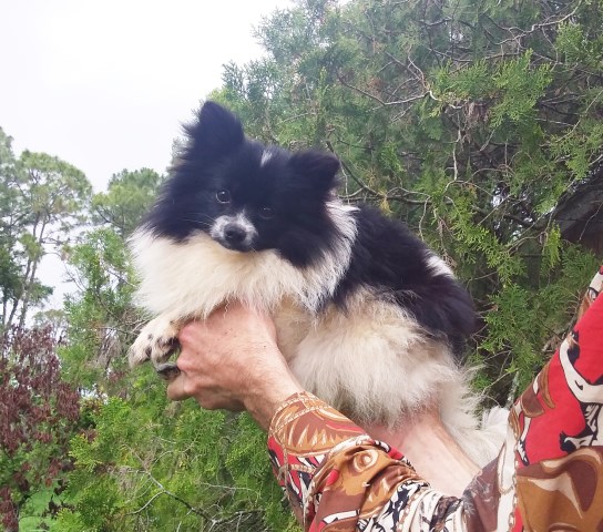 Stunning Tiny Party-Color Pomeranian Puppy  Female – Thick Coat & Sweet Personality