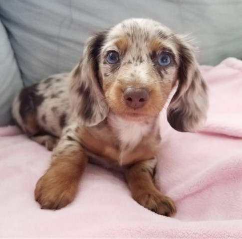 Dachshund puppy for sale