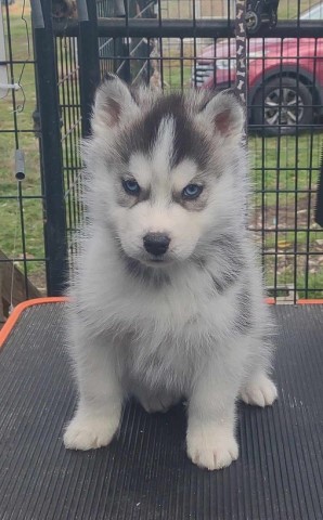 AKC Siberian Husky Champion  sired puppy