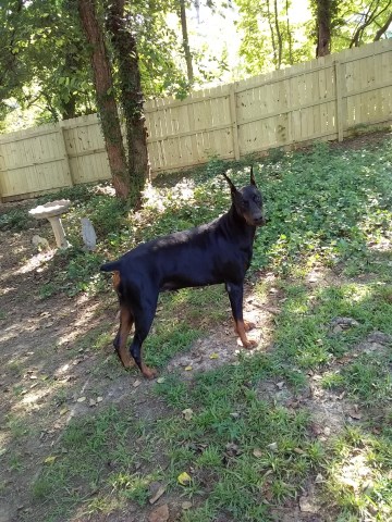 Doberman Pinscher Puppy Dog For Sale In Garner North Carolina