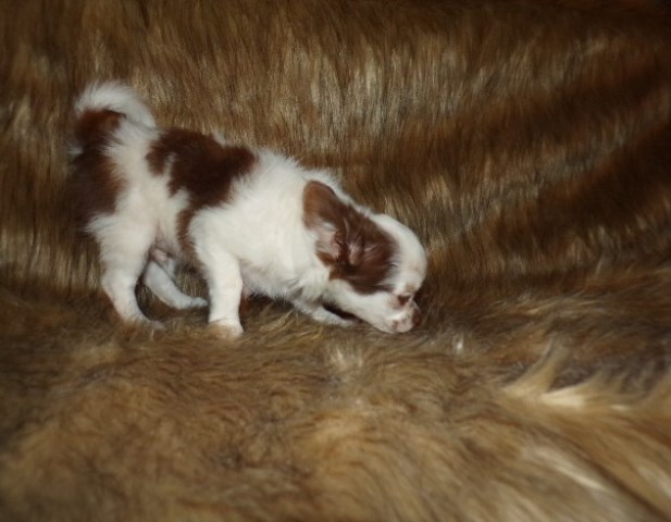 apple head long coat chihuahuas AKC   Rose's