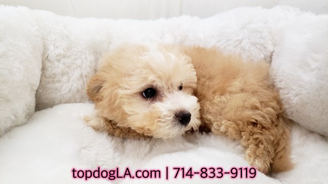 Maltipoo Puppy - Male - Logan ($1,299)