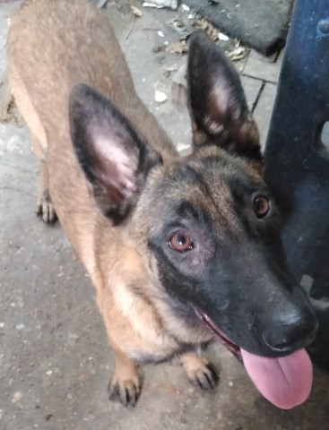 Female malinois