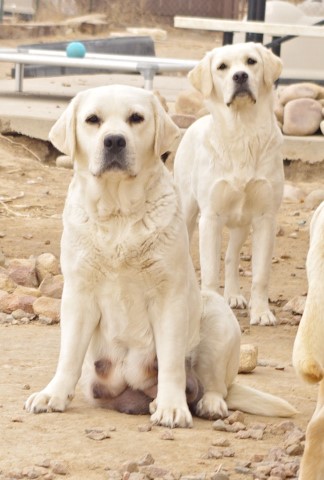 Labrador Retriever puppy for sale + 66201