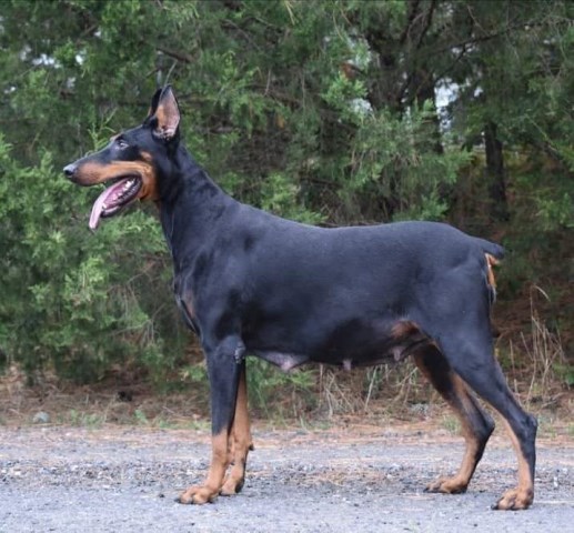 Doberman Pinscher puppy for sale + 58856