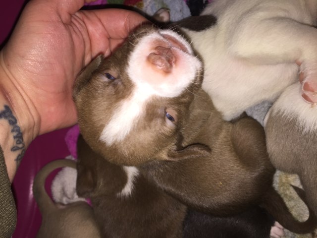 4 pups for sale