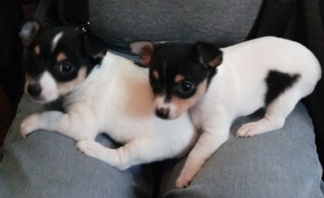 UKC Toy Fox Terrier Puppies for sale