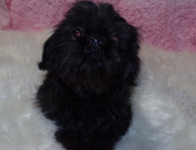 Shih Tzu puppy for sale + 66501