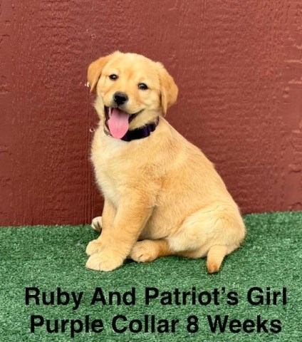 Labrador Retriever puppy for sale + 67048