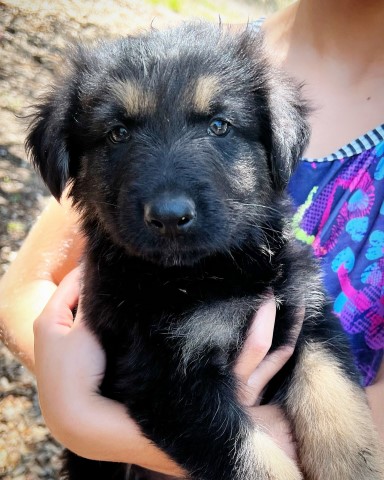 AKC German Shepherd Puppies