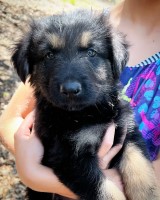 AKC German Shepherd Puppies German Shepherd Dog for sale/adoption