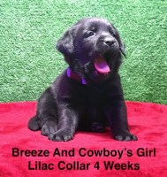 AKC Chocolate And Black Labrador Puppies Labrador Retriever for sale/adoption