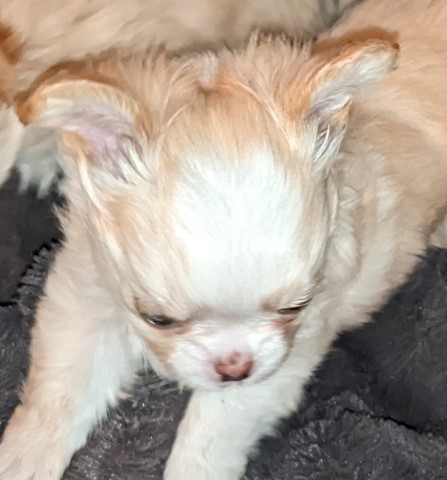 Apple Head Female Tiny Chihuahua AKC