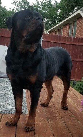 Rottweiler Puppy