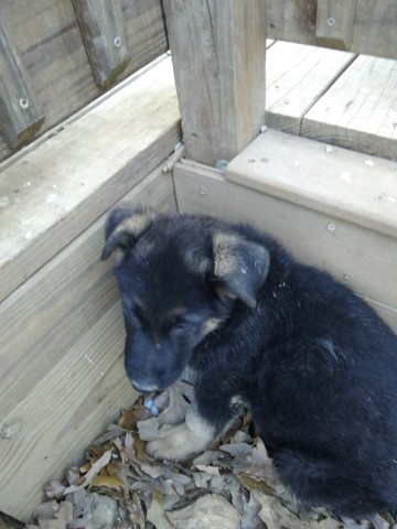 German Shepherd Dog puppy for sale + 66333