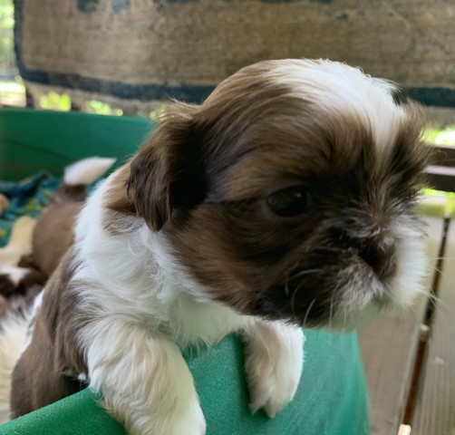 Shih Tzu puppy for sale + 65903