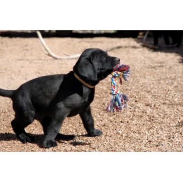 Labrador Retriever puppy for sale + 45321