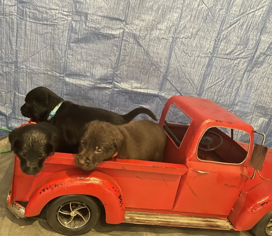 Labrador Retriever puppy for sale + 64021